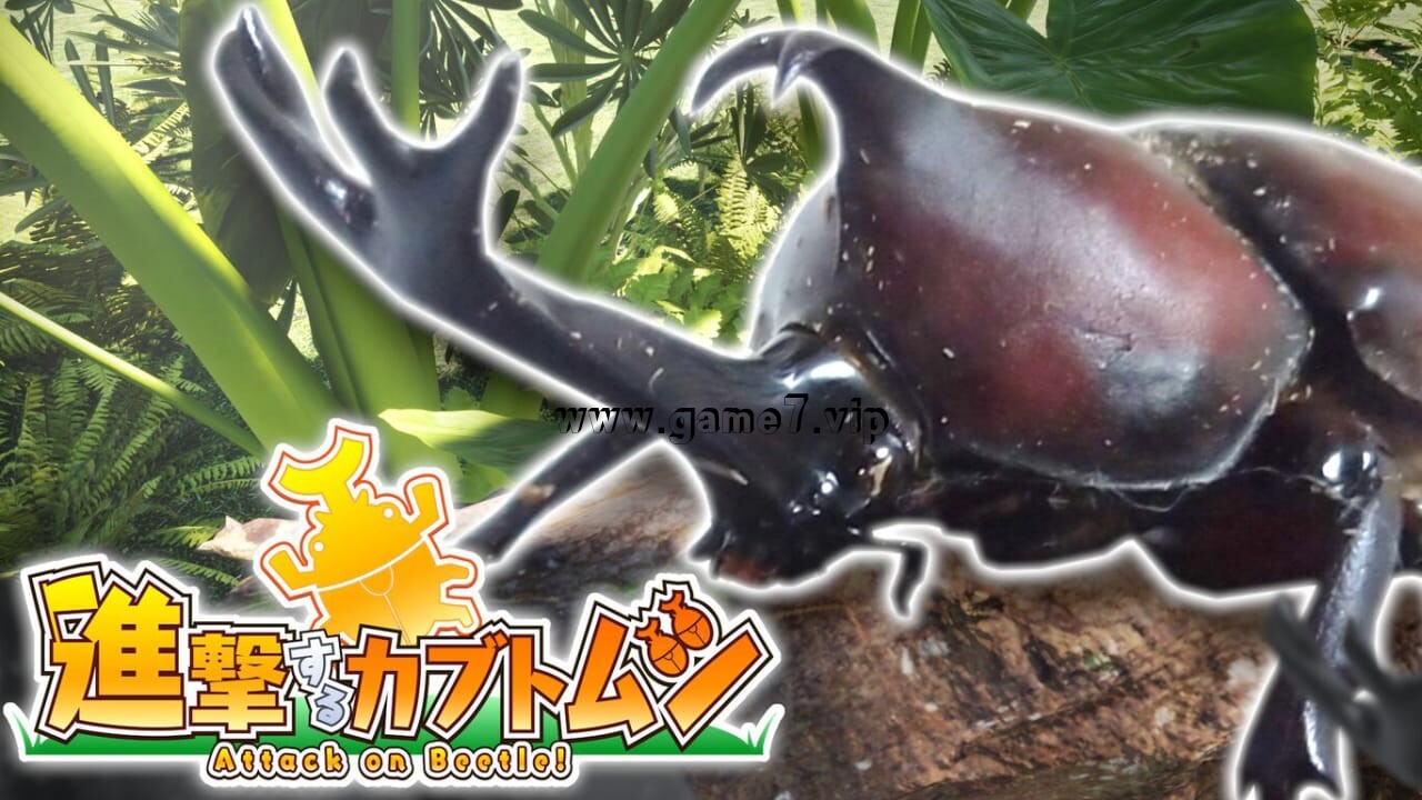 甲虫之间的战斗丨Attack on Beetle丨進撃するカブトムシ
